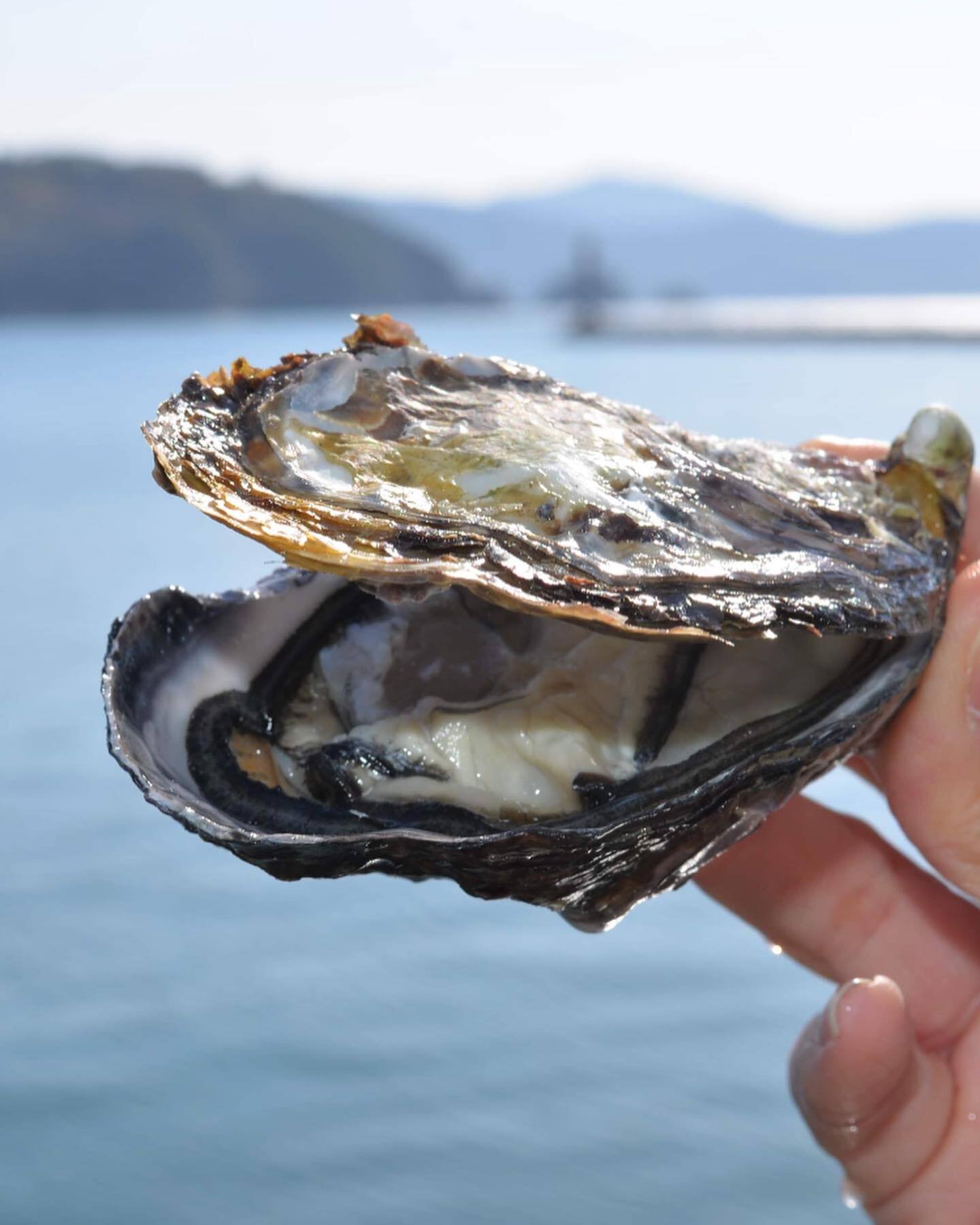 小豆島天領真牡蠣 殻付き・加熱用 30個セット(送料込み)